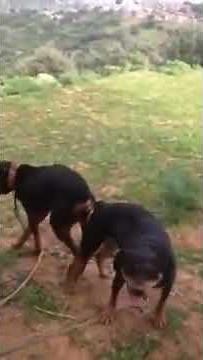 Dogs Mating Hard, Very Painful