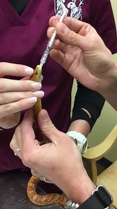 How to give oral medication to a snake: | Avian and Exotic Animal Care