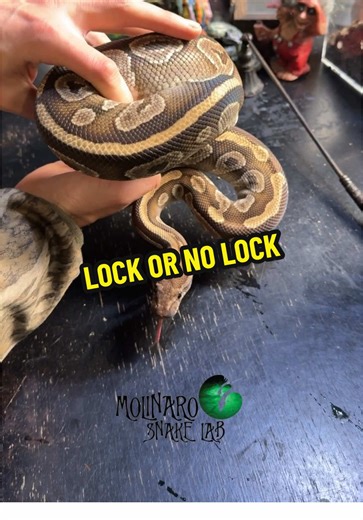 Lock or No Lock: Snake Pairing Night at Molinaro Snake Lab #molinarosnakelab #snaketok #ballpython #royalpython #snakebreeding