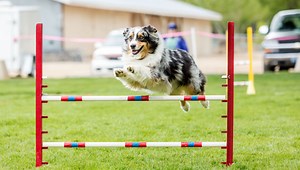 14 Best Agility Dog Parks in the US (  5 Benefits) – Top Dog Tips