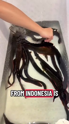 15K views · 202 reactions | MONSTER Fire Eels straight from overseas  These beasts are HUGE | Rob’s Aquatics | Facebook