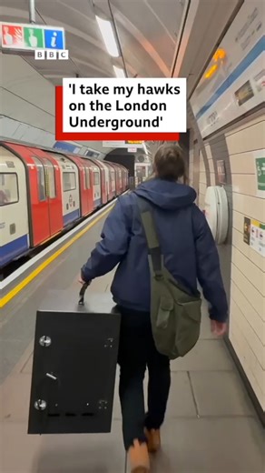 Well done Loki 🥺👏 Earlier this year, we met Loki, a young Harris’s hawk about to embark on his first major job in the capital. Millions of Londoners take the Tube for their daily commute, but few notice an unexpected traveller on the Underground, concealed in a locked black box. Loki's job is to keep pigeons at bay across some of the city's busiest stations and most iconic landmarks. Handler, Jess Papworth from Citihawk, spent eight months building Loki's confidence to prepare him for his assi
