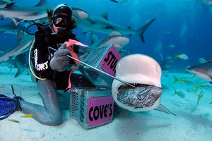 Shark Feeder Program - Stuart Coves - Bahamas Dive Shop & Tours