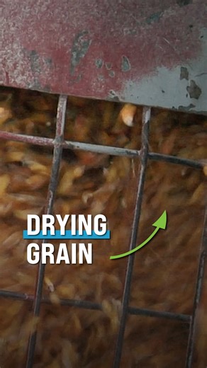 Ag PhD on Instagram: "Here is why we are drying grain."