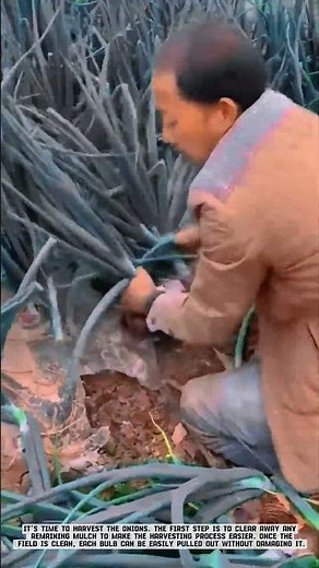 Onion Harvesting Process Starting with Land Clearing #AgriculturalInnovation