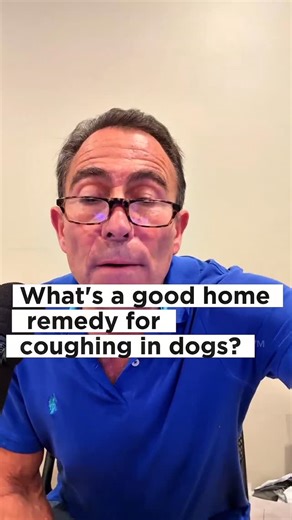 Dr. Jeff Werber on Instagram: "Dogs can cough for many reasons—and sometimes they need more than just rest. 🐶💨 Common causes include kennel cough, allergies, respiratory infections, heart disease, or irritation from smoke or dust. That persistent cough isn’t just annoying—it can inflame the airways and make healing harder. A vet-approved cough syrup can help soothe the throat, reduce irritation, and make breathing more comfortable while the underlying cause is treated. Never give human cough m