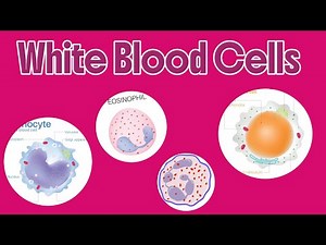 White Blood Cells and Their Functions | Types of WBC Explained | Anesthesia with Babbar