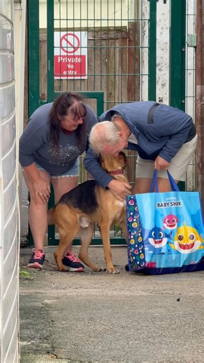 824K views · 10K reactions | Can you just look at the joy in Troy's face and body. This is Troy's new mum and dad, who he knows very well, coming to pick him up and take him to his forever home.They all adore each other and you can tell.I'll post his goodbye video later on the Camelot Kennels Facebook page but I just wanted to share this with you.He knew. He just knew that something was different about this day | Fabulous Finn | Facebook