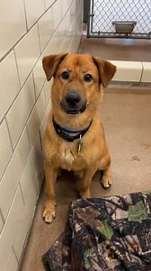 3.3K views · 229 reactions | We have 25 Forget-Me-Nots available for adoption at our shelters including every animal in this video.  Who would you adopt? Get to know all of our lovable Forget-Me-Nots at ahs.mn/2J0TweB | Animal Humane Society | Facebook