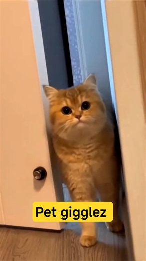 Cat, Catch the Mouse Quickly! 😹🐱🐭🏃💨 #cat #catvideos #funny #youtubeshorts #shorts #comedy