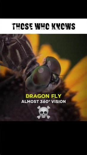 Human Eyes vs Animal Eyes 💀👁️ #Science #Nature #shorts
