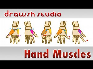 Muscles of the Hand