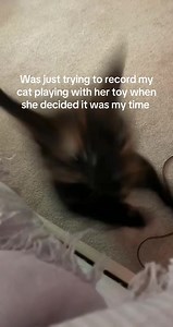 Fun Moments of Cats Playing with Their Toys