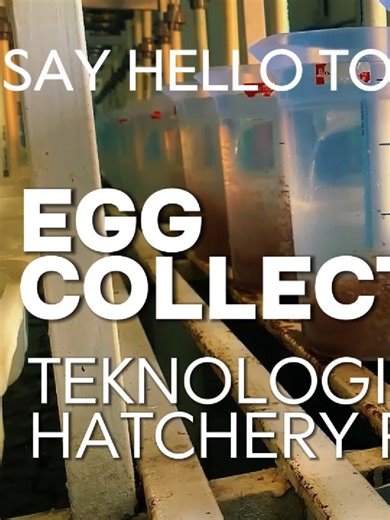 SAY HELLO TO THE FUTURE ! EGG COLLECTING - TEKNOLOGI HATCHERY RAS #dejeefish #perikanan #fyp #nila #benihikan @trydima155 @magnum7944 @vi1naa @dhary_oly @endanghaikal83 @user110826374 @radenbakti_