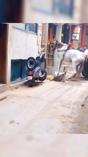 Interaction Between Horse and Dog in Urban Setting