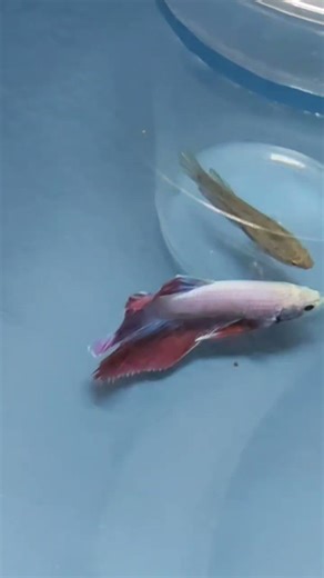 betta fish breeding #betta breeding