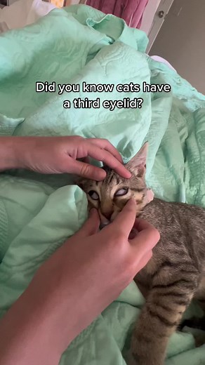 Did tou know? The nictitating membrane or third eyelid serves a protective purpose and helps keep the eye clear of debris and protected from trauma. There’s also a gland in the third eyelid that produces and distributes tears. #cat #facts #tokio #kitten #information #foryou #pet