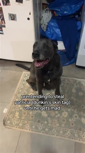 come here little patricia #viral #foryoupage #foryou #dogs #dunkindadawg
