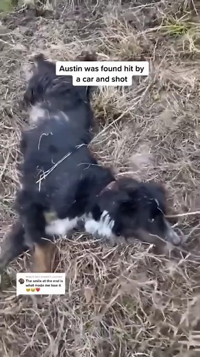 #rescuedog #dogs #savinganimals #helpdogs help https://s.id/1Cw9S | Saving Shelter Dogs from Euthanasia