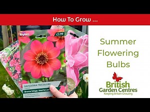 Planting Summer Flowering Bulbs