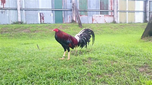 11K views · 637 reactions | CARDINAL KELSO STRAIGHT BREED 1X WINNER Pwede na gamit broodcock nxt year #fantasticjamesgf #noanimalswereharmedinthispost | Fantastic James GF | Facebook