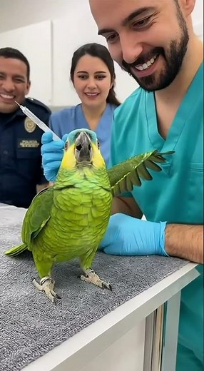 🦜💉 “¿AGUJA? ¡ESO ES UNA LANZA!” Loro dramático en el veterinario 😂