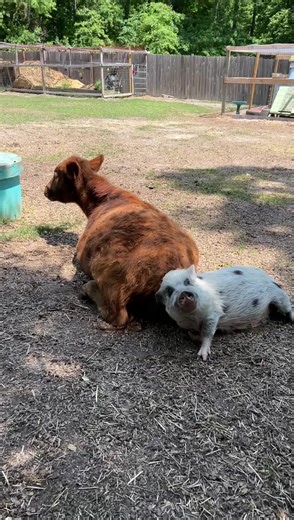5K reactions · 219 shares | Pig-Cow Friendship Blossoming? Are Pumpkin and Annie becoming friends? Annie is not one to hang around when she feels bothered so she seems to be okay with Pumpkin using her as a scratching post. And this isn’t the first time this has happened?  | Life With Pigs | Facebook