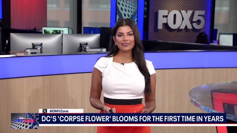 DC's 'Corpse Flower' blooms for the first time since 2021