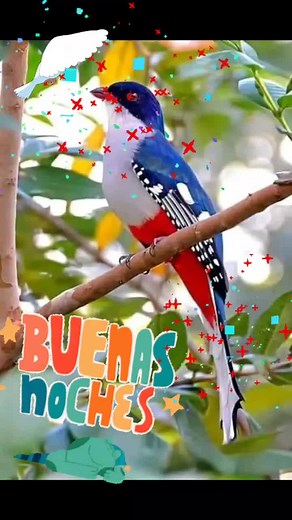 Hummingbirds in Action: A Colorful Nature Showcase