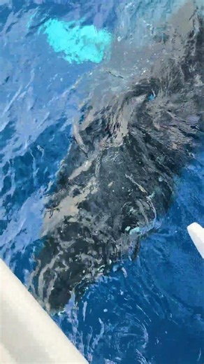 Humpback whale comes close for a peek at the Pride of Maui