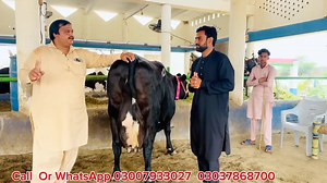 5.4K views · 88 reactions | Rana Dairy Farm | Top class Garlando Cows | HF Cows And Friesian cows | Jhang Janwar Mandi | Facebook