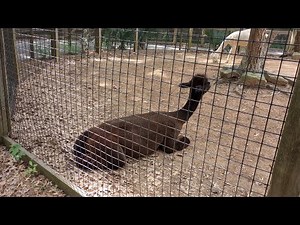 The Norfolk Southern Zoo Train | Backward Version POV | Zoo Atlanta