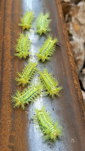 Unfortunately, this insect family was not safe. #train #shortvideo #challenge #comedy