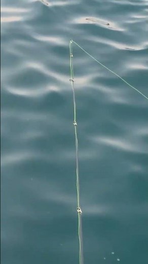 ロケットカゴを使うぶっこみサビキ仕掛けは、ブライト玉や仕掛けごと沈むため、あたりは竿先に直接きます。これは海底に群れている大型アジを狙うため。遠投ウキ釣りとは異なる釣法。寒グレ尺アジ釣り紹介。