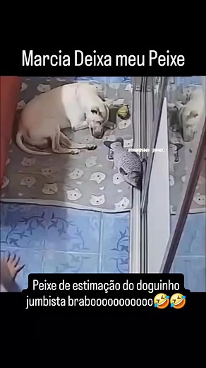 Lion attack lion king #viralreels #reelsindia #reelsvideo #reelsfb #reelsviral #reelsinstagram #viralshorts #reels #video #viral #funny #fun #funnyreels | Latest Sightings - Kurger