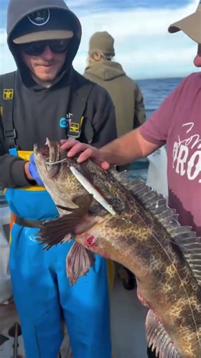 25lb+ lingcod on the 14oz Diamond jig caught on the California dawn!