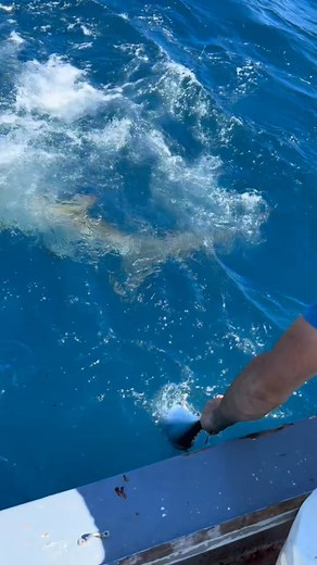 Hammerhead shark #florida#hammerhead#bonita#springtime#seasonchange#migration#fi | Chanita Webb