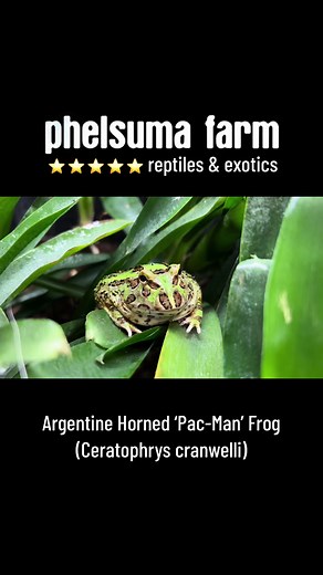 🇦🇷 Argentine Horned Frog aka Pacman Frog 🐸 (Ceratophrys cranwelli) #hornedfrog #pacmanfrog #frog #frogs #phelsumafarm