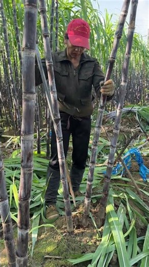 Best Vegetable Farming Techniques 2026 #farming #usa #shorts