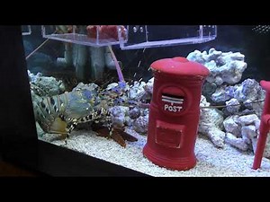 海中ポスト水槽 (エビとカニの水族館) 2018年12月26日