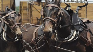 14K views · 247 reactions | Where can you see the one and only 20 Mule team? In Bishop, California May 21-26, 2024. Get your tickets now for the 54th annual Mule Days! muledays.org or 760-872-4263 for details and info | Bishop Mule Days Celebration | Facebook