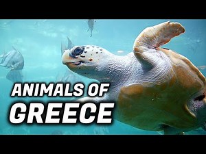 What Is The National Animal Of Greece?