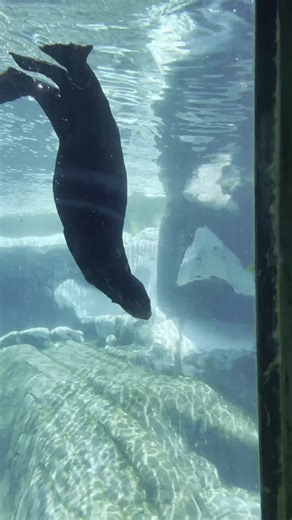 Meet the Otter Squad: SeaWorld's Adorable Otters