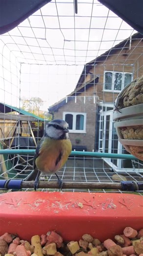 This band of hooligans have definitely “tumbled” how to get in and out of here 🙃 | John McCartney