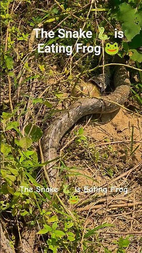 The Giant Snake 🐍 is Eating Frog 🐸 #snakeeating #kingkobra #snakevideo #virtualtours #ankeshrai
