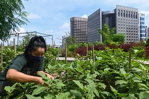 Green shoots: Rooftop farming takes off in Singapore