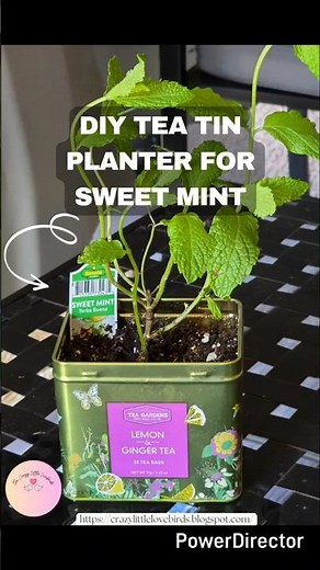 Upcycled Tea Tin Into The Cutest Mint Planter! 🌿 #youtubeshorts
