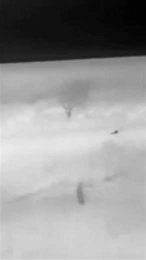 caca ao javali porco restante core uma 10 metros anos toma um tiro na cabeça