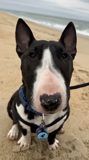 Qbert, a spirited bull terrier, fell from a third-story window and suffered a severe spinal fracture. His family turned to SEVN for help. Under the care of Dr. Amanda R. Taylor, Qbert underwent spinal surgery and began a challenging road to recovery. This video follows Qbert’s journey—from the terrifying fall, through surgery and rehabilitation, all the way to his full recovery. Today, Qbert is walking, playing, and living life as if the accident never happened. To watch the full video, visit ou