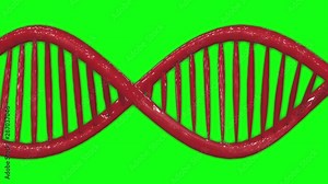Red helix spiral human DNA molecules structure, abstract green screen background. Concept of medical science, genetic code, biotechnology. 3d animation chroma key in 4k